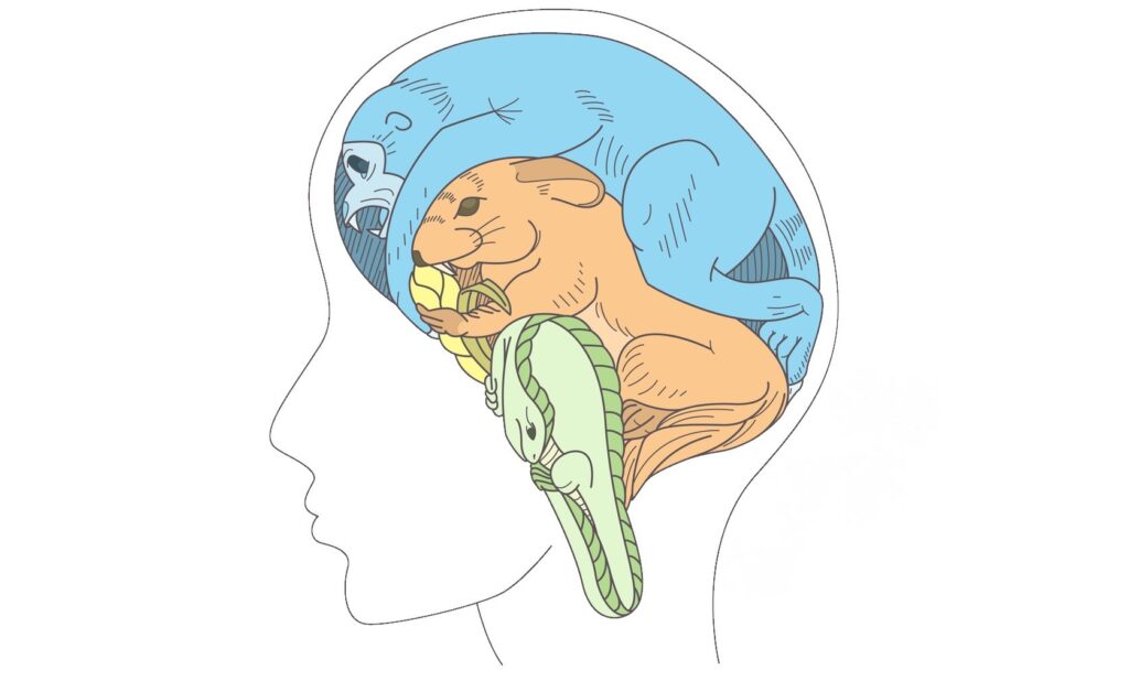 Illustration af menneskets medfødte emotionelle biologi, som anvendes i Skolens psykoterapeut uddannelse